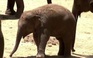 Cảm động voi lớn vây quanh bảo vệ voi con khi có còi báo động tên lửa