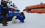 Giải cứu 'hoành tráng' cô chó đi lạc trên biển băng Bắc Cực