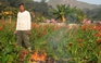 Nông dân trồng hoa ngậm ngùi đốt bỏ vườn vì Covid-19 ở Hồng Kông