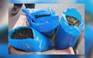 Bắt lượng ma túy "khủng": Phát hiện 2,8 tấn lá khat ở cảng Hải Phòng