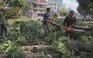 Cận cảnh hàng cây xà cừ khoảng 37 năm tuổi ở Tây Ninh bị chặt bỏ