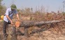Thủ tướng yêu cầu kiểm điểm vì các vụ phá rừng ở Đắk Lắk