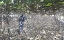 Dân Ninh Thuận lội bùn "giải cứu" giàn nho sau bão số 9