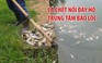 Cá chết bốc mùi hôi thối nổi đầy hồ trung tâm thành phố Bảo Lộc
