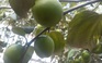 Cận cảnh loại táo bom khổng lồ cho nông dân thu nhập gấp đôi táo thường