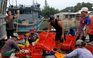 Ngư dân Thừa Thiên - Huế hối hả “giải phóng” cá để đi trú bão số 5