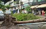 Hàng loạt cây xanh trên đường Võ Thị Nhờ bị bật gốc, gãy trong mưa dông