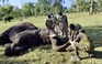 Sử tử chết vì Covid-19, sở thú Ấn Độ gấp rút xét nghiệm cho 28 con voi