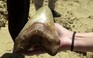 Răng to hơn bàn tay người, cá mập tiền sử khổng lồ cỡ nào?