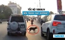 Ô tô chạy tốc độ 100 km/giờ gặp chó băng qua đường: Nên tránh hay không?