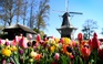 Mùa hoa tulip Hà Lan vắng bóng khách du lịch