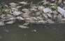 Hàng chục ngàn con cá chết trên kênh Nhiêu Lộc - Thị Nghè